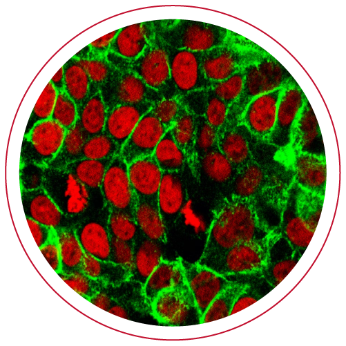 Cell and Molecular Biology