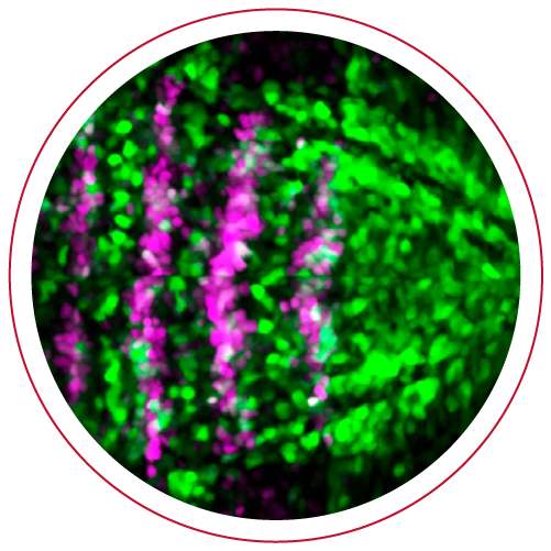 Genetics and Neurosciences