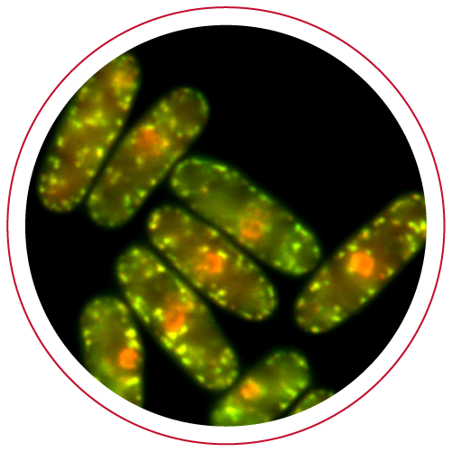 Molecular medicine icon